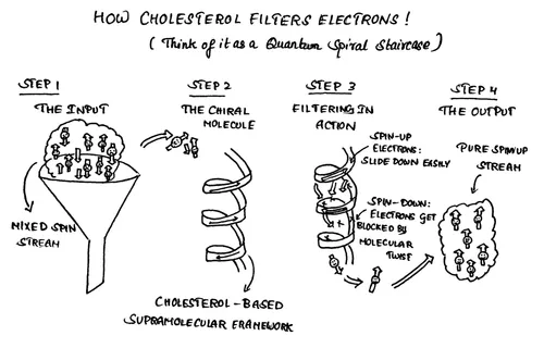The Quantum Secret Inside Your Cells: How Cholesterol Could Power Tomorrow's Gadgets
