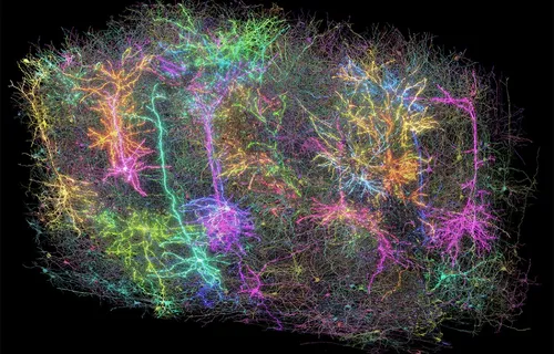 The "Google Maps" of the Brain